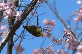 メジロ 井の頭公園 2024年3月22日(金)