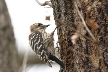 Japanese Pygmy Woodpecker 奈良　馬見丘陵公園 Sun, 3/17/2024