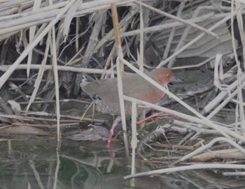 Ruddy-breasted Crake 三川合流 Fri, 3/22/2024