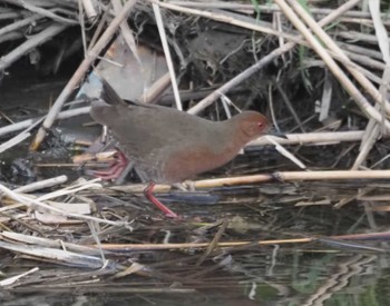 Ruddy-breasted Crake 三川合流 Fri, 3/22/2024