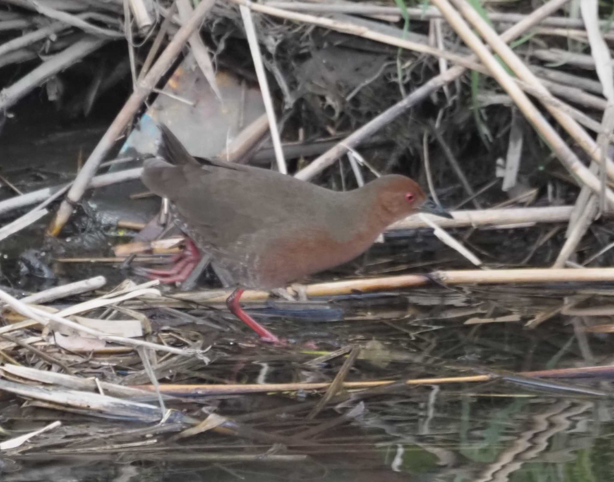 Photo of Ruddy-breasted Crake at 三川合流 by マル