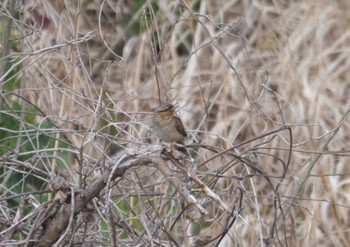 Eurasian Wryneck 三川合流 Fri, 3/22/2024