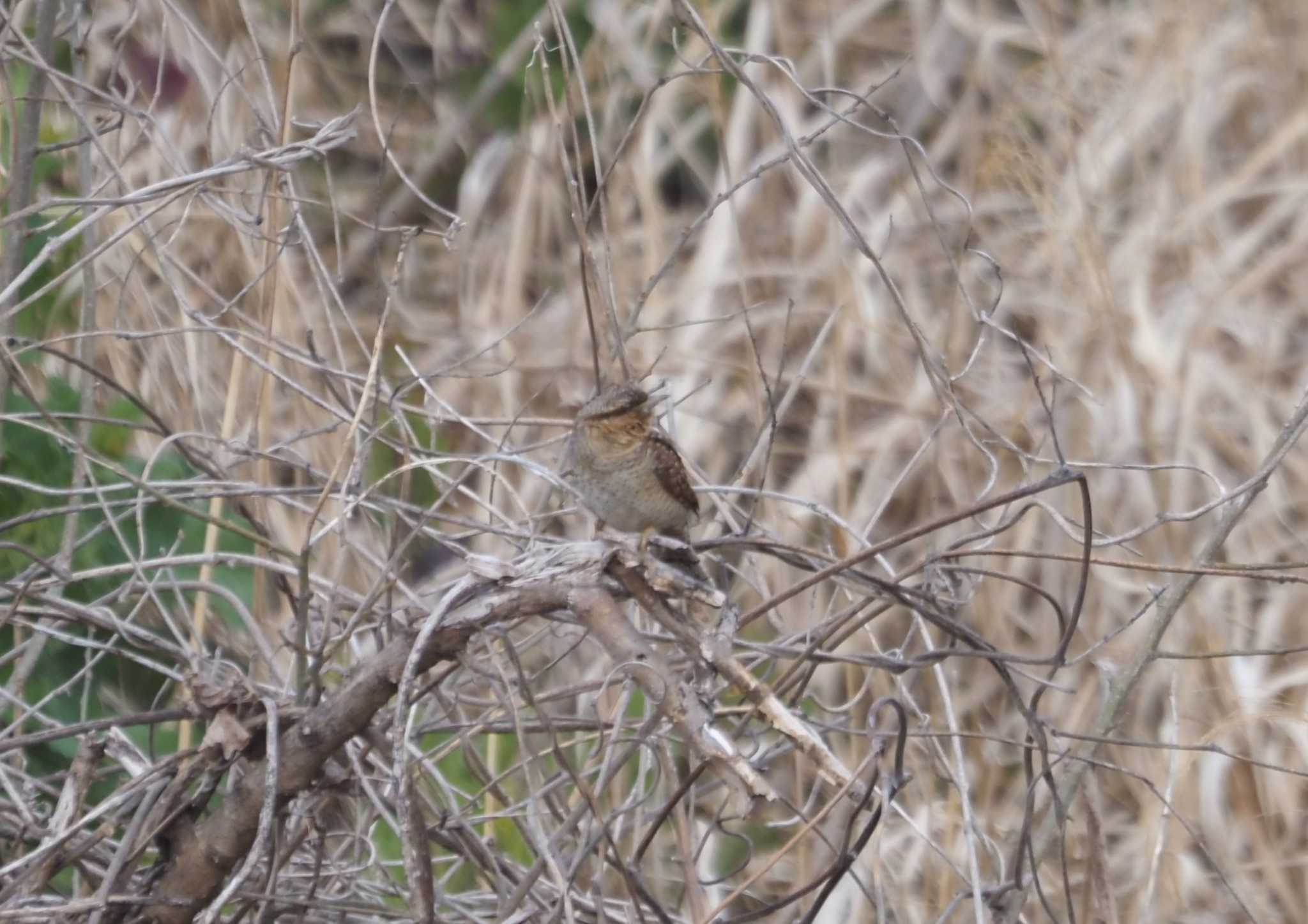 Photo of Eurasian Wryneck at 三川合流 by マル