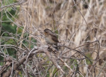 Eurasian Wryneck 三川合流 Fri, 3/22/2024