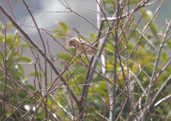 Siberian Long-tailed Rosefinch 三川合流 Fri, 3/22/2024