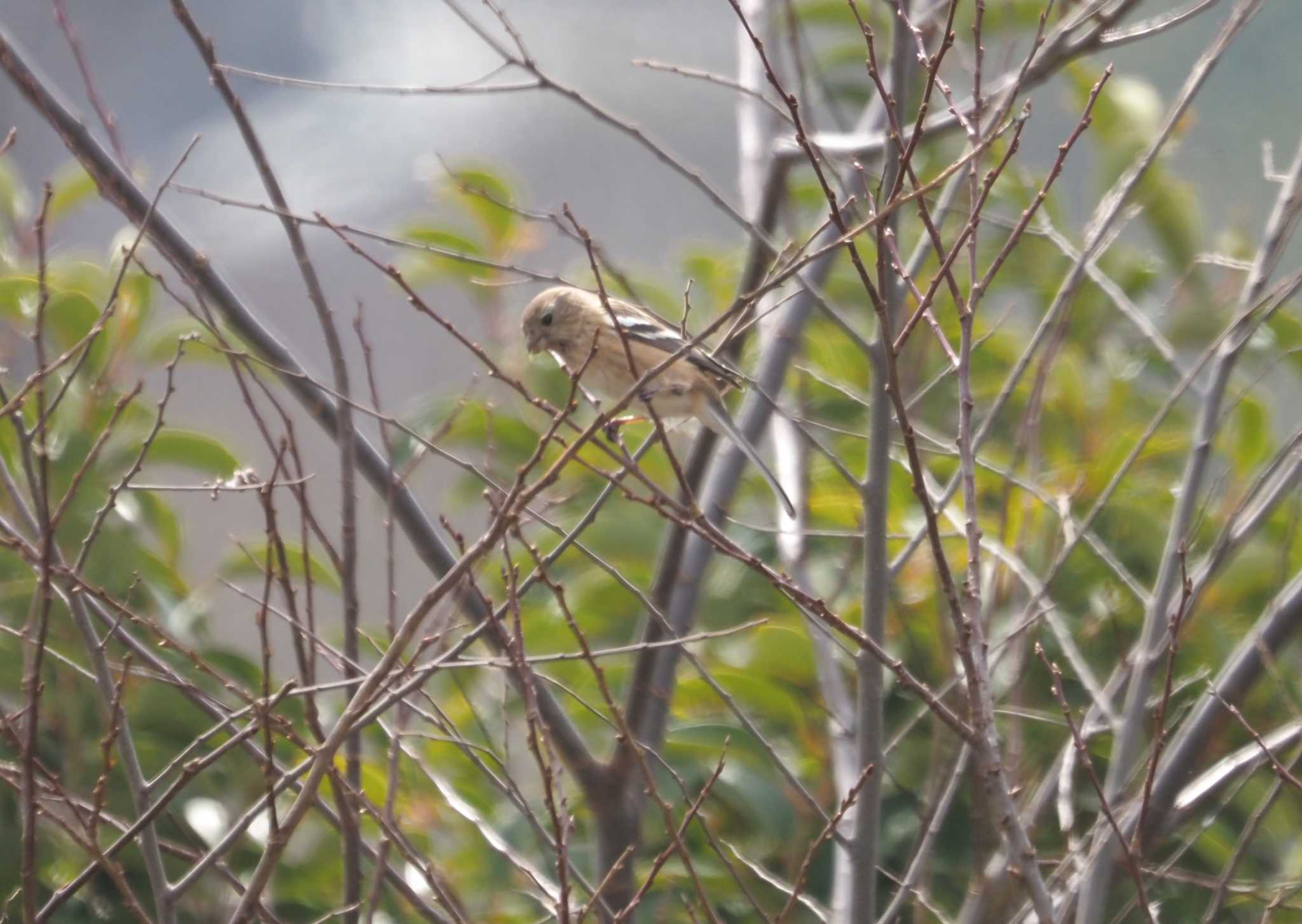 Photo of Siberian Long-tailed Rosefinch at 三川合流 by マル