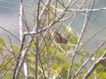 Siberian Long-tailed Rosefinch 三川合流 Fri, 3/22/2024