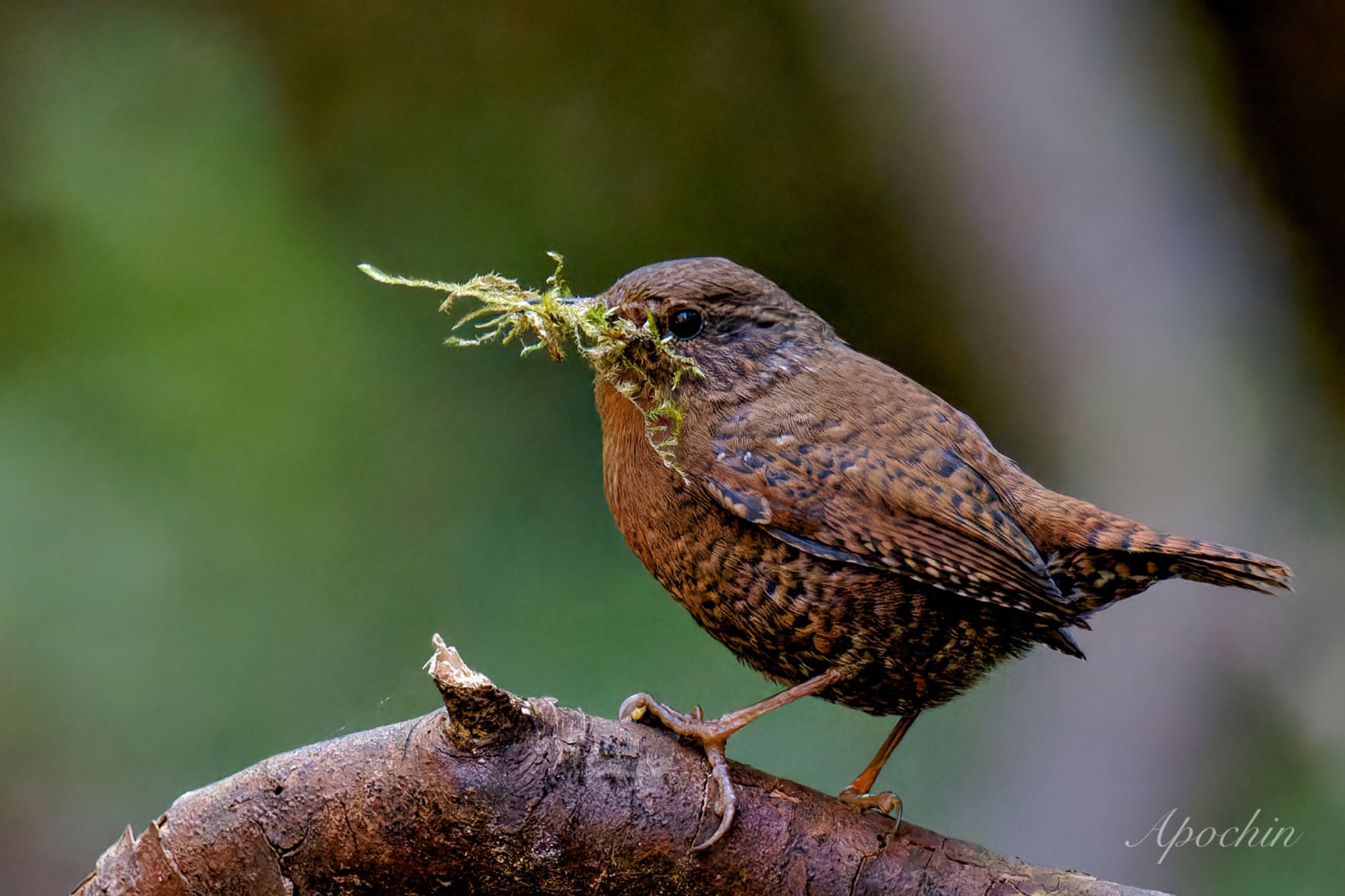 Eurasian Wren