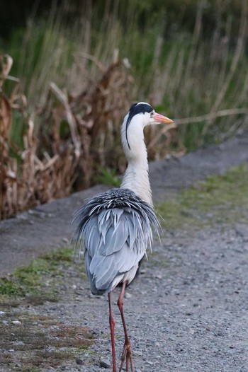 Grey Heron 江津湖 Fri, 3/22/2024