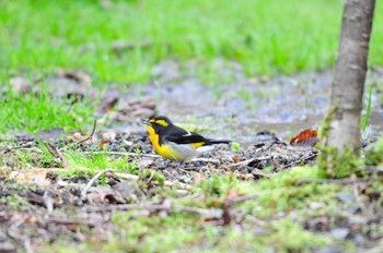 Narcissus Flycatcher 大洞の水場 Tue, 5/4/2010