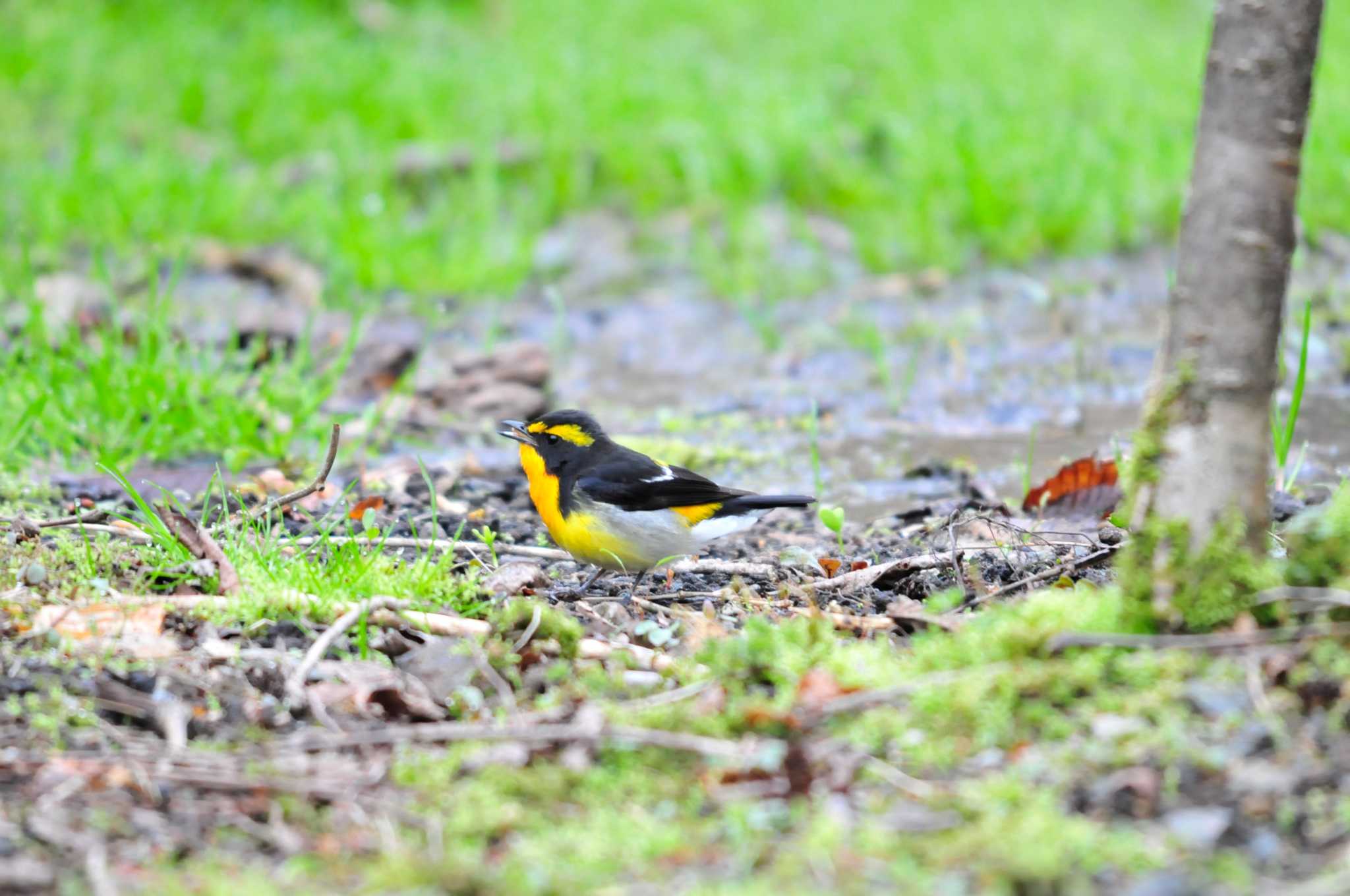 Photo of Narcissus Flycatcher at 大洞の水場 by Nao