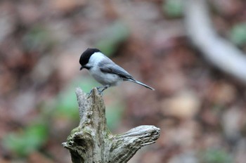 Willow Tit 大洞の水場 Tue, 5/4/2010