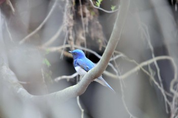 Blue-and-white Flycatcher 大洞の水場 Tue, 5/4/2010