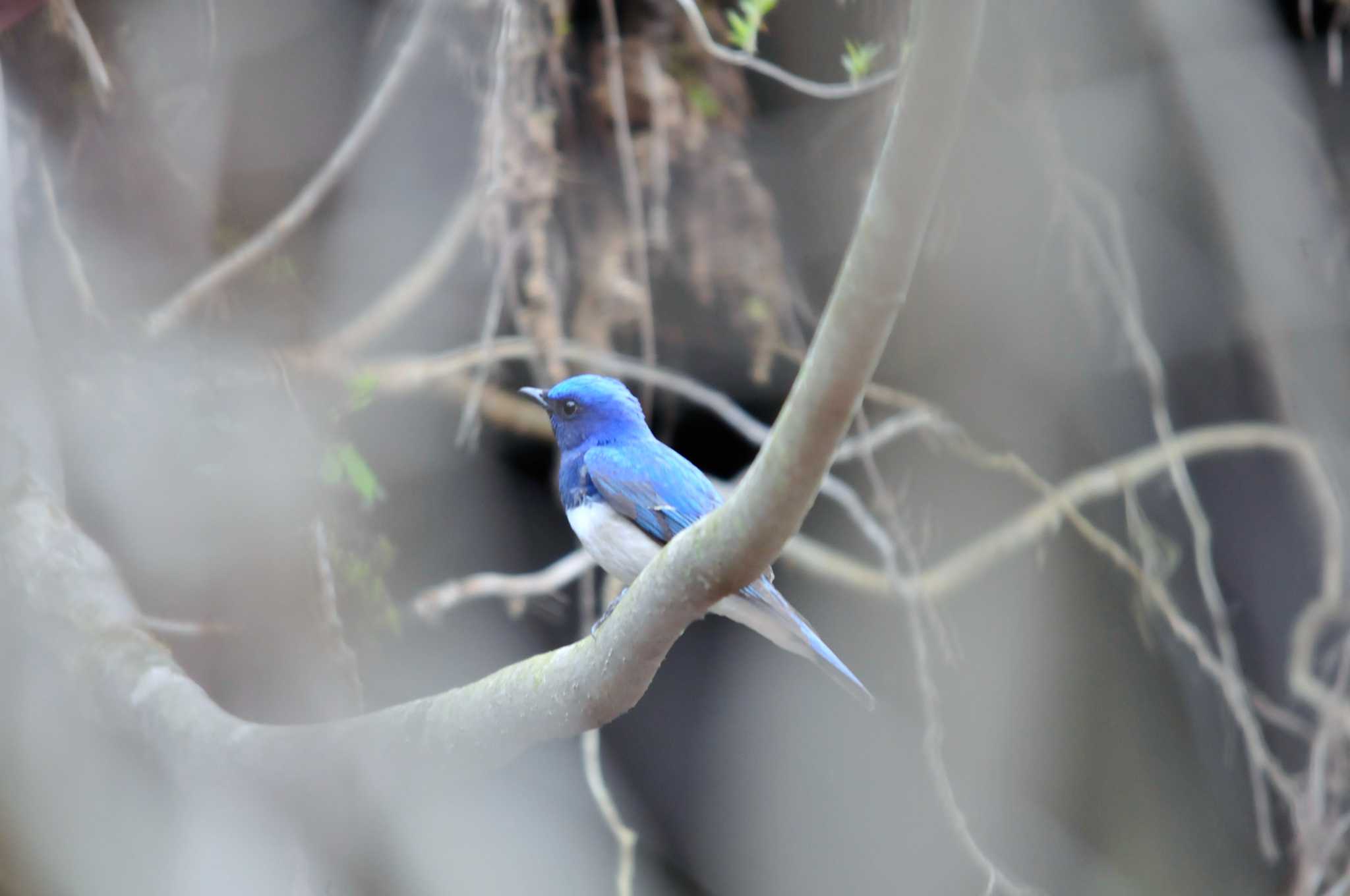 Photo of Blue-and-white Flycatcher at 大洞の水場 by Nao