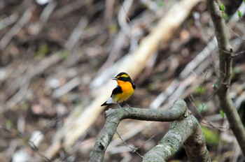 Narcissus Flycatcher 大洞の水場 Tue, 5/4/2010