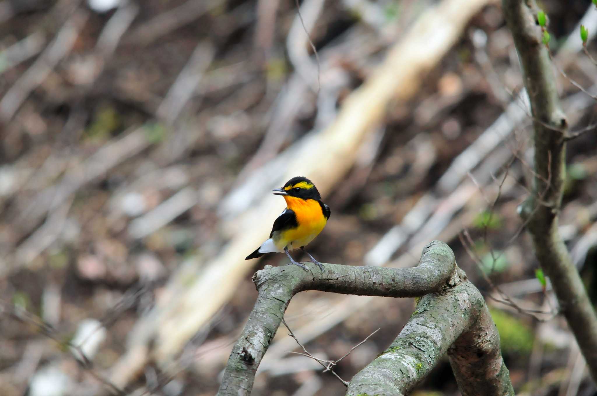 Photo of Narcissus Flycatcher at 大洞の水場 by Nao