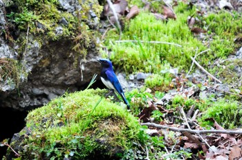 Blue-and-white Flycatcher 大洞の水場 Tue, 5/4/2010