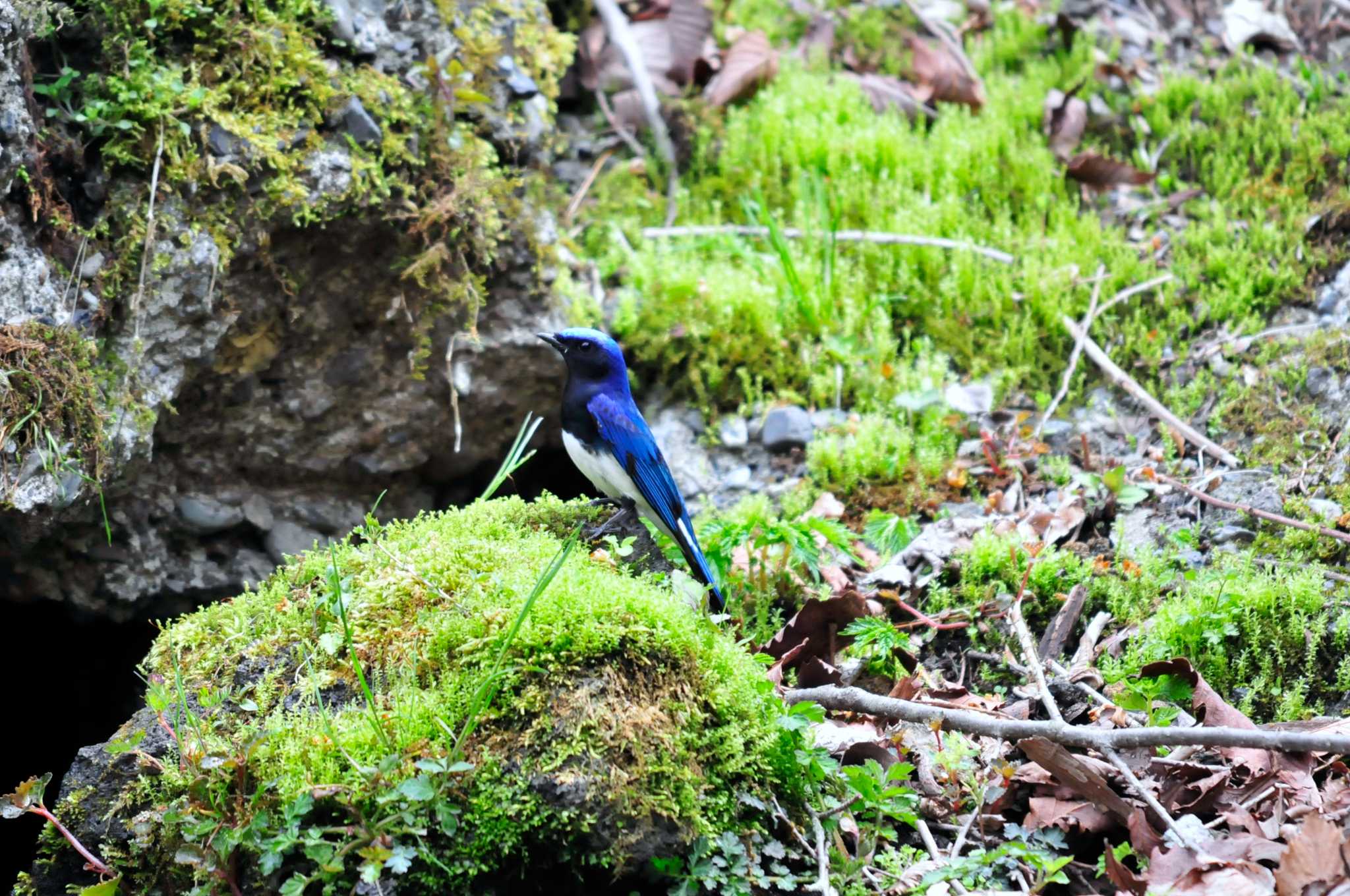 Photo of Blue-and-white Flycatcher at 大洞の水場 by Nao