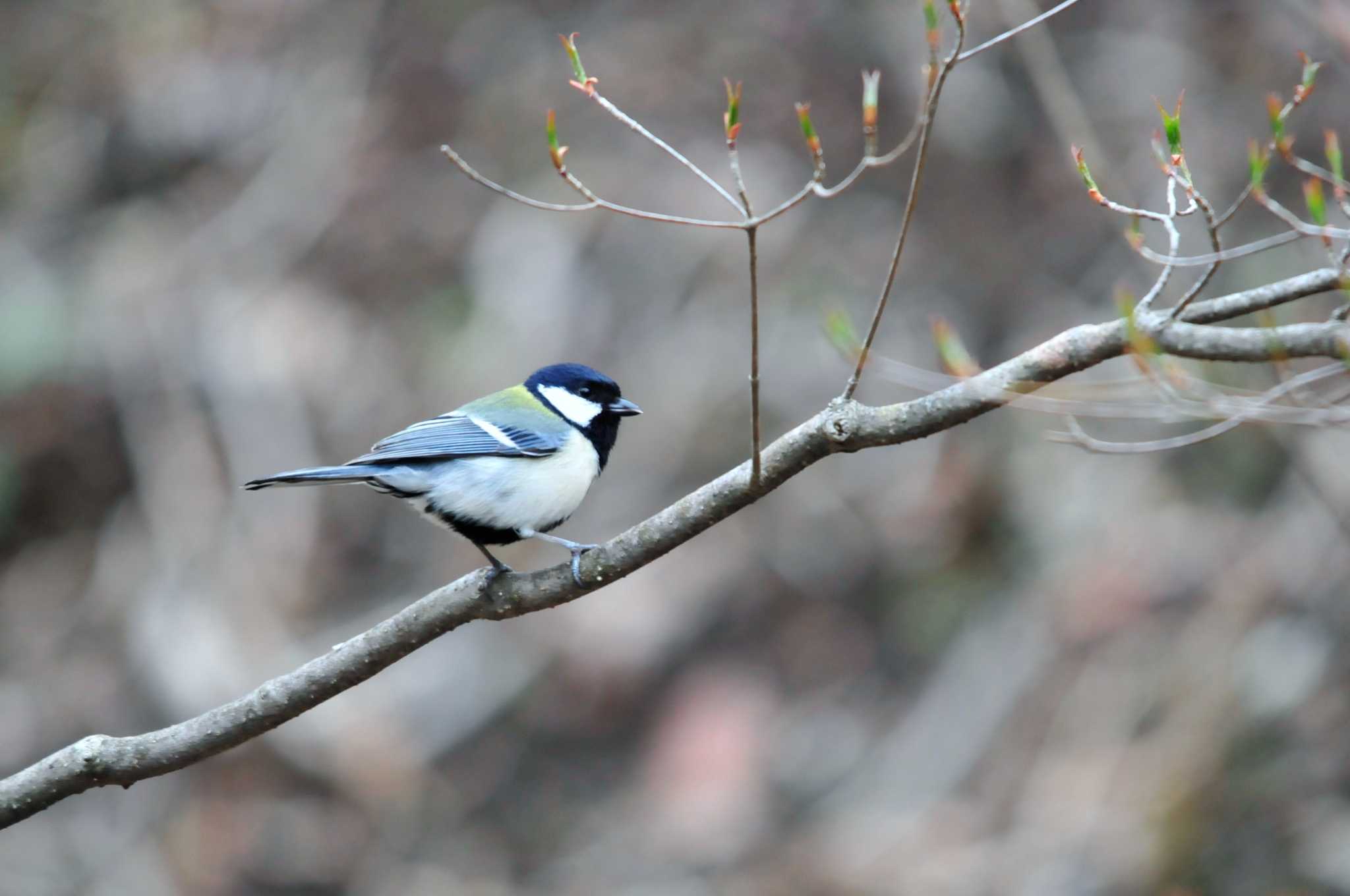 Photo of Japanese Tit at 大洞の水場 by Nao