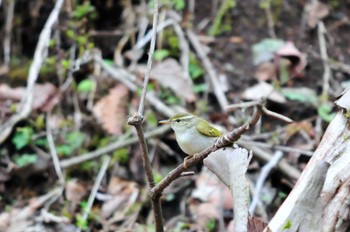 Eastern Crowned Warbler 大洞の水場 Tue, 5/4/2010