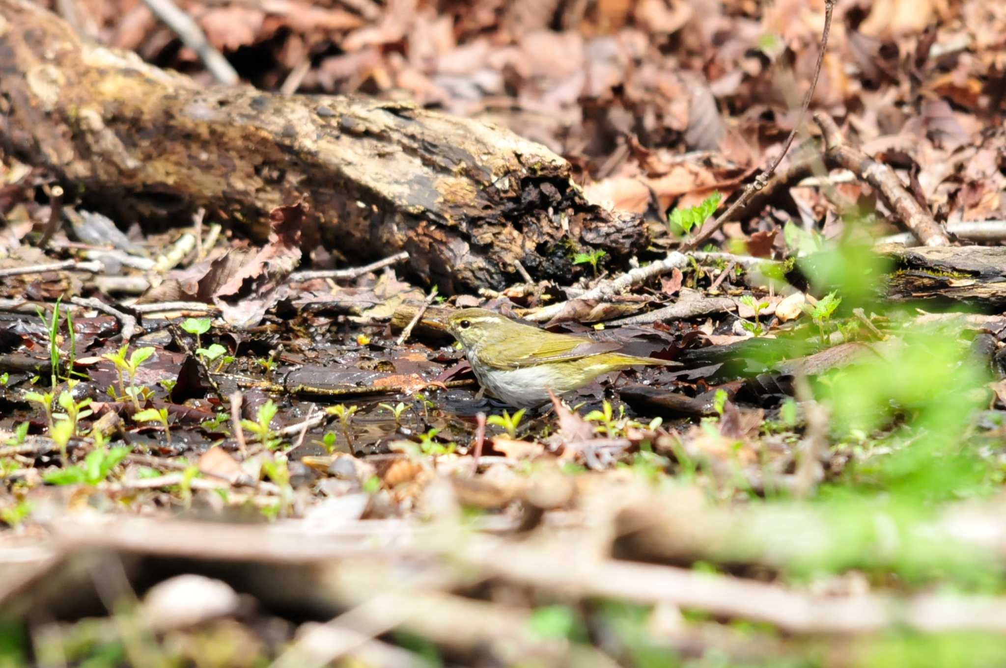 Photo of Eastern Crowned Warbler at 大洞の水場 by Nao