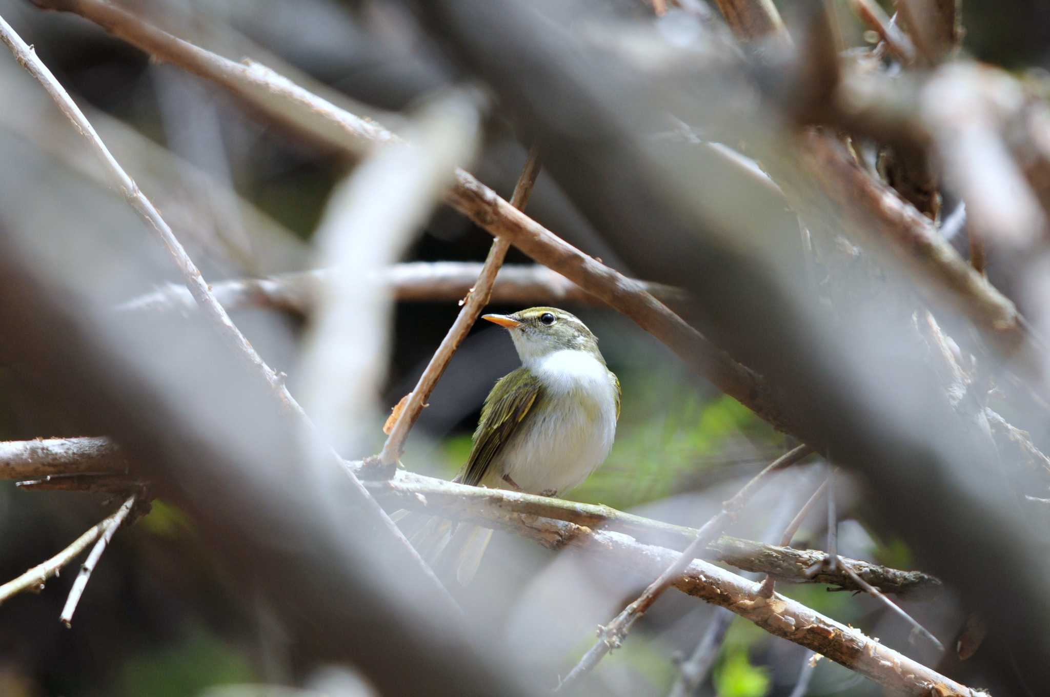 Photo of Eastern Crowned Warbler at 大洞の水場 by Nao