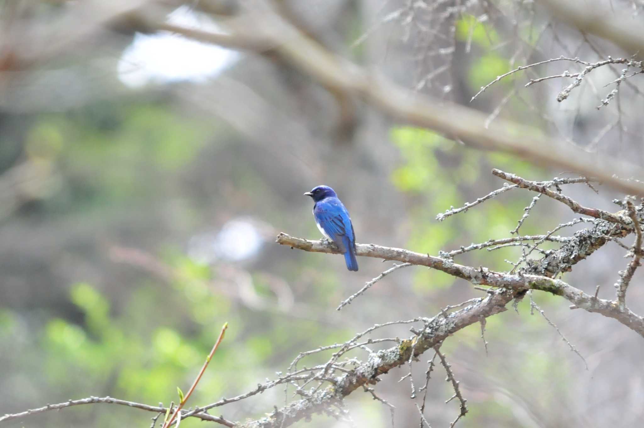 Photo of Blue-and-white Flycatcher at 大洞の水場 by Nao