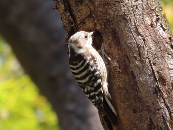 Japanese Pygmy Woodpecker Higashitakane Forest park Fri, 3/22/2024