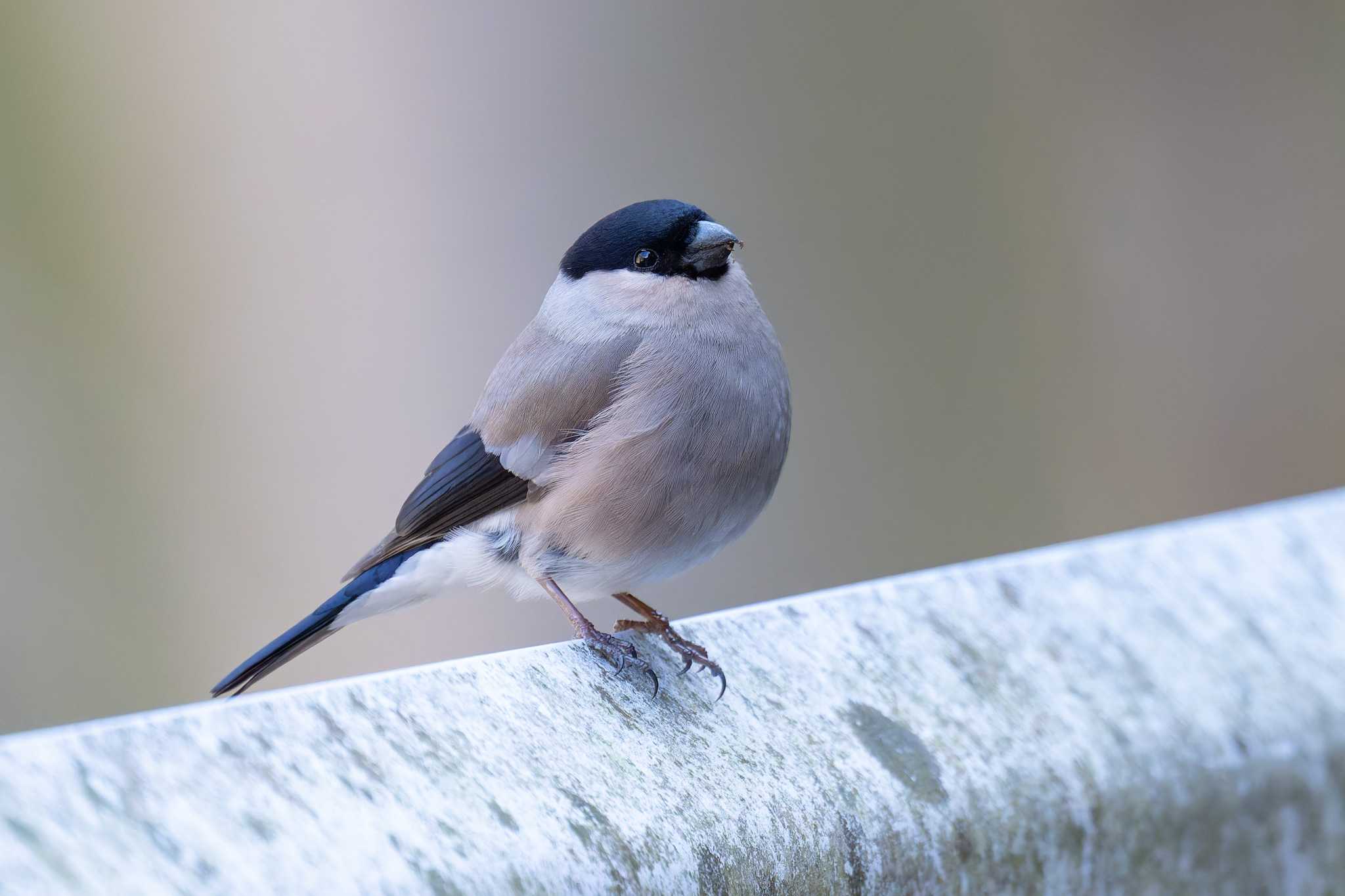 Eurasian Bullfinch(rosacea)