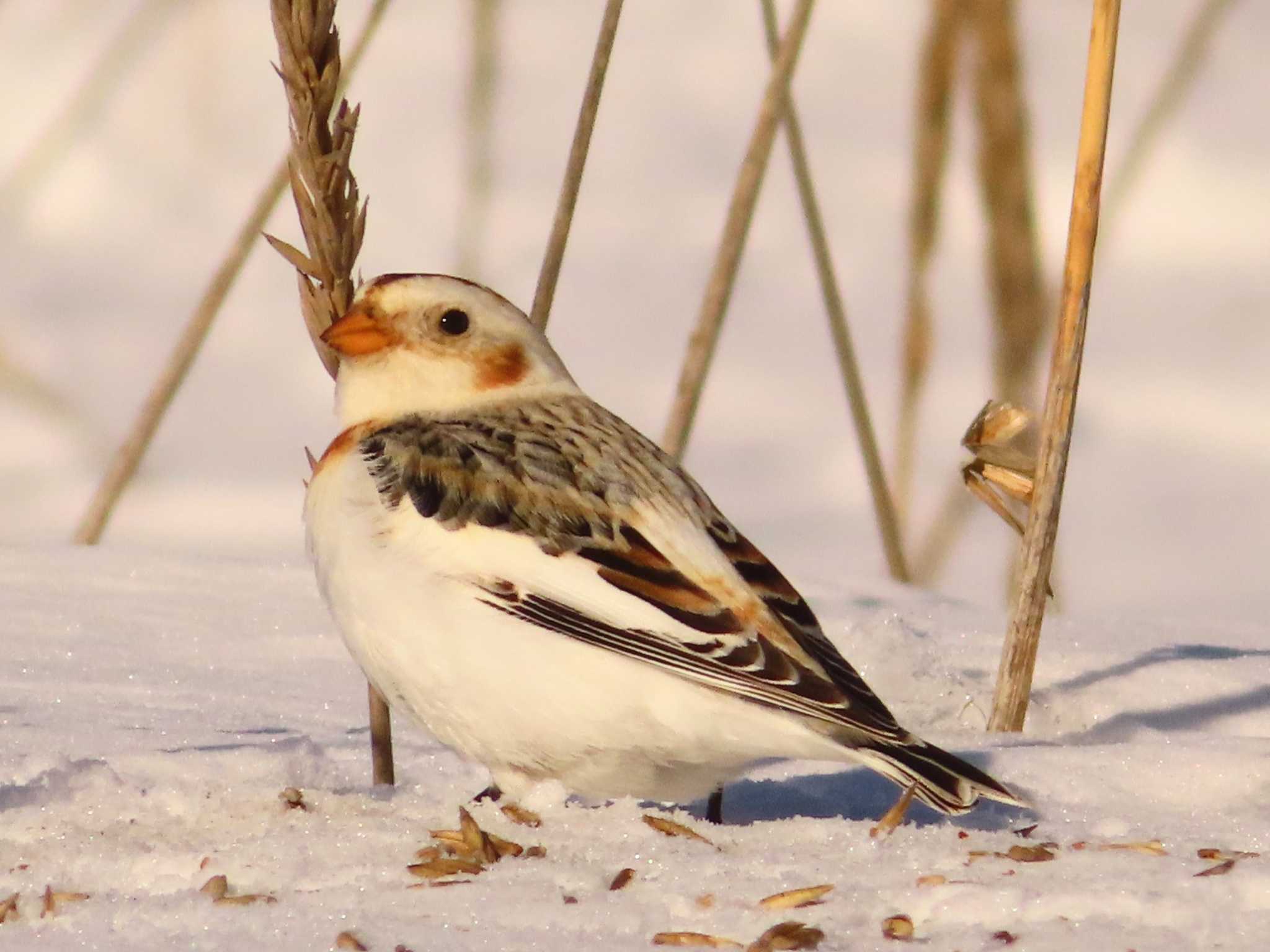 Snow Bunting