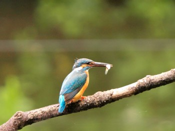 Common Kingfisher Shakujii Park Sat, 5/30/2009