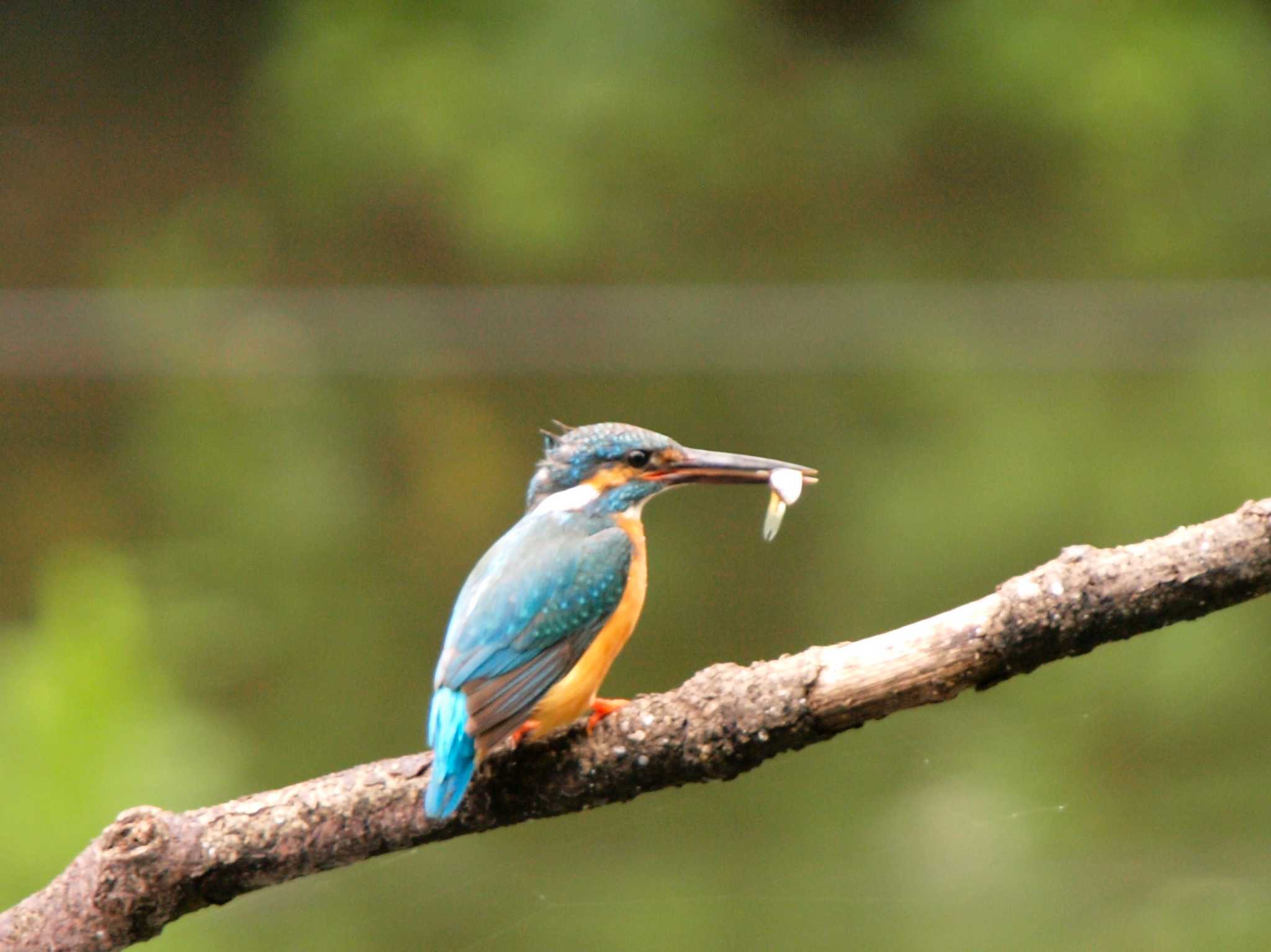 Photo of Common Kingfisher at Shakujii Park by Nao