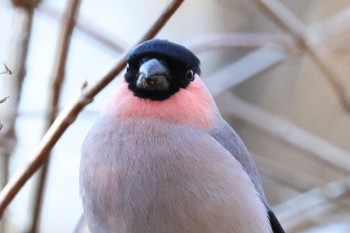 Eurasian Bullfinch 横浜自然観察の森 Mon, 2/12/2024