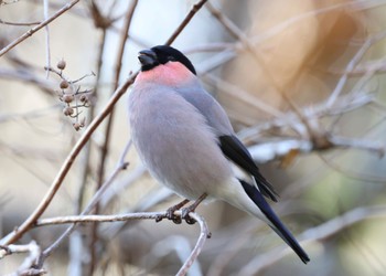 Eurasian Bullfinch 横浜自然観察の森 Mon, 2/12/2024