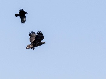 White-tailed Eagle 石狩川河口 Wed, 3/20/2024