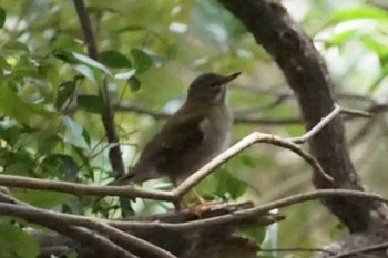 Pale Thrush 天拝山歴史自然公園 Thu, 3/21/2024