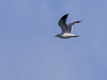 Common Gull 石狩川河口 Wed, 3/20/2024