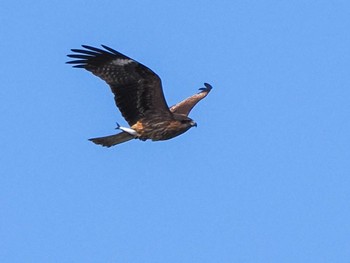 Black Kite 石狩川河口 Wed, 3/20/2024