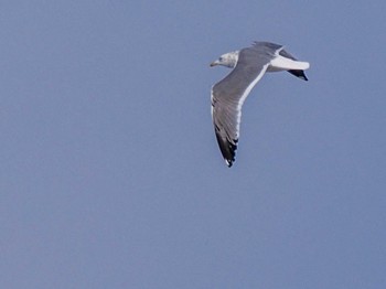 Common Gull 石狩川河口 Wed, 3/20/2024