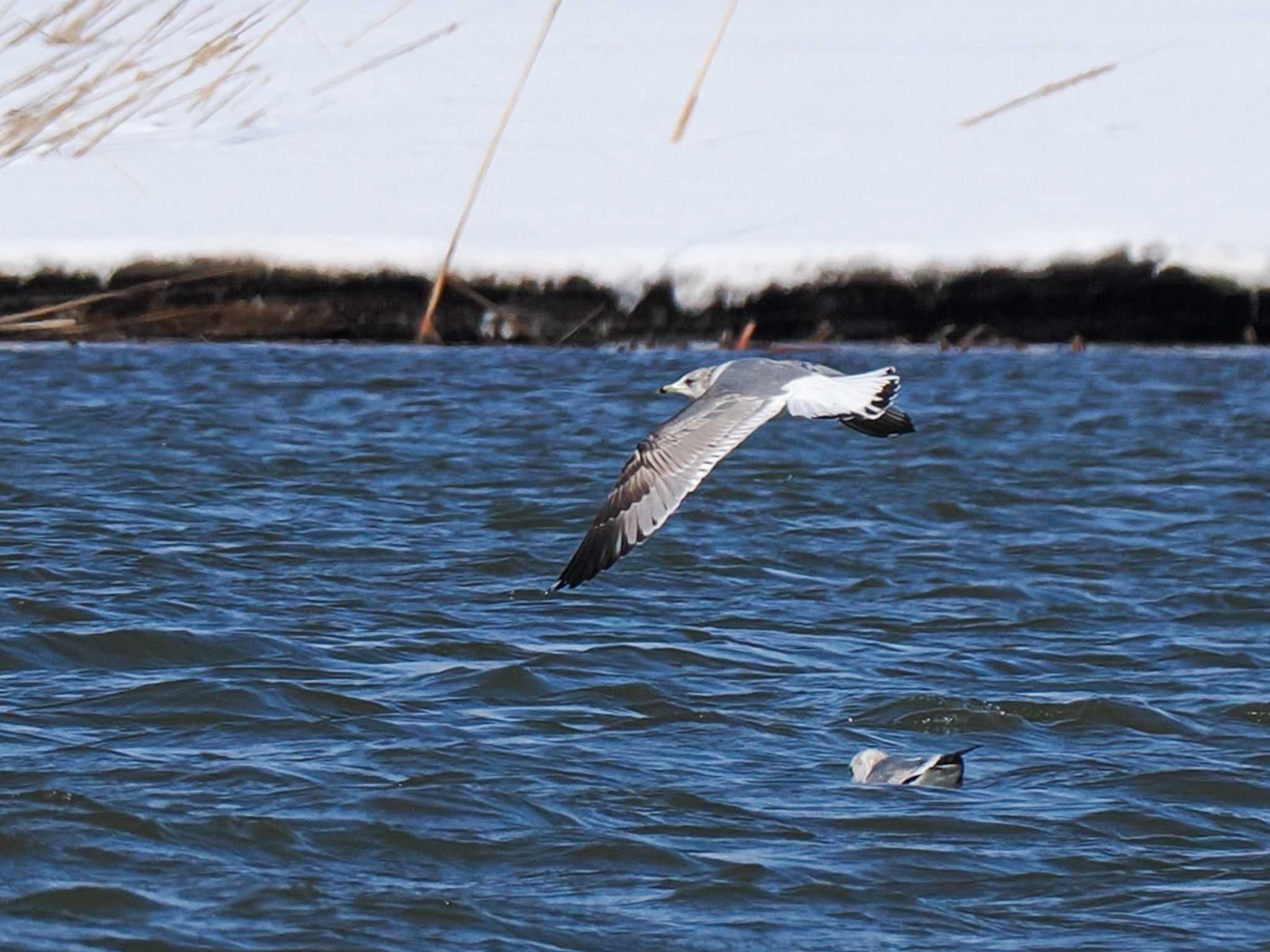 Photo of Common Gull at 石狩川河口 by 98_Ark (98ｱｰｸ)