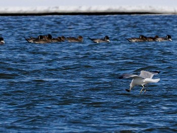 Northern Pintail 石狩川河口 Wed, 3/20/2024