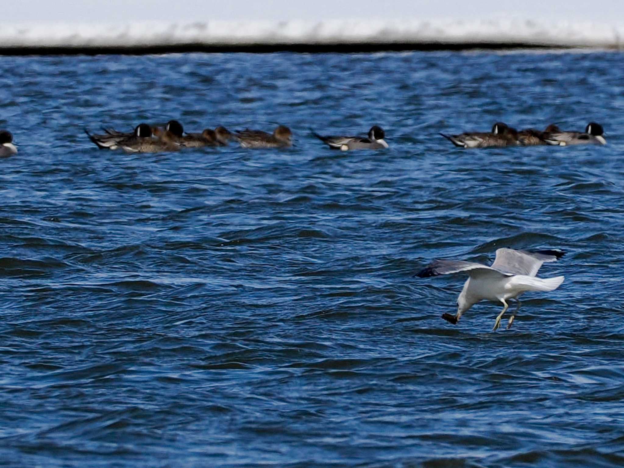 Photo of Northern Pintail at 石狩川河口 by 98_Ark (98ｱｰｸ)