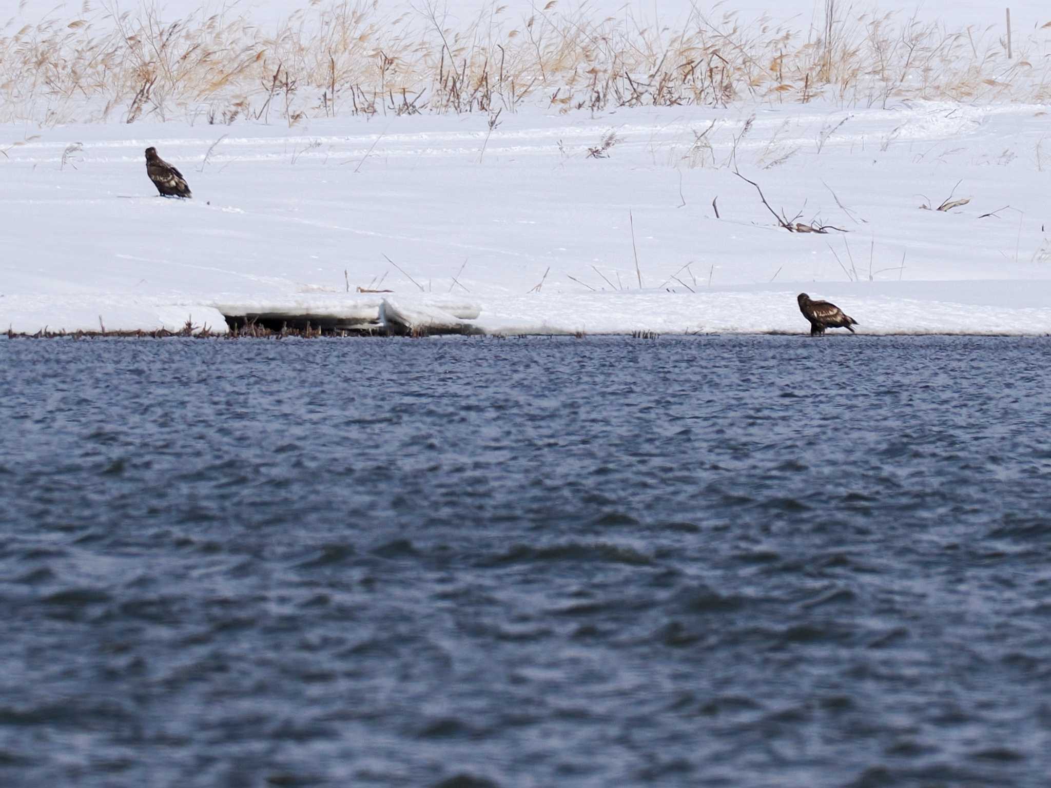 White-tailed Eagle