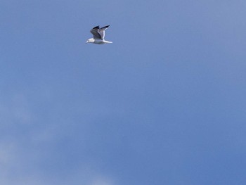 Slaty-backed Gull 石狩川河口 Wed, 3/20/2024