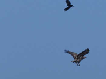 White-tailed Eagle 石狩川河口 Wed, 3/20/2024