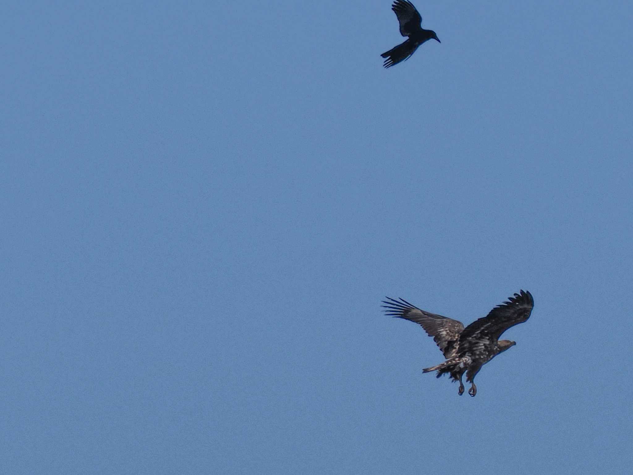 Photo of White-tailed Eagle at 石狩川河口 by 98_Ark (98ｱｰｸ)