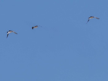 Common Merganser 石狩川河口 Wed, 3/20/2024