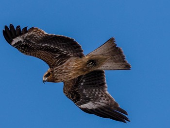 Black Kite 石狩川河口 Wed, 3/20/2024