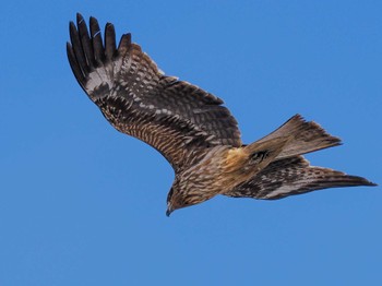 Black Kite 石狩川河口 Wed, 3/20/2024