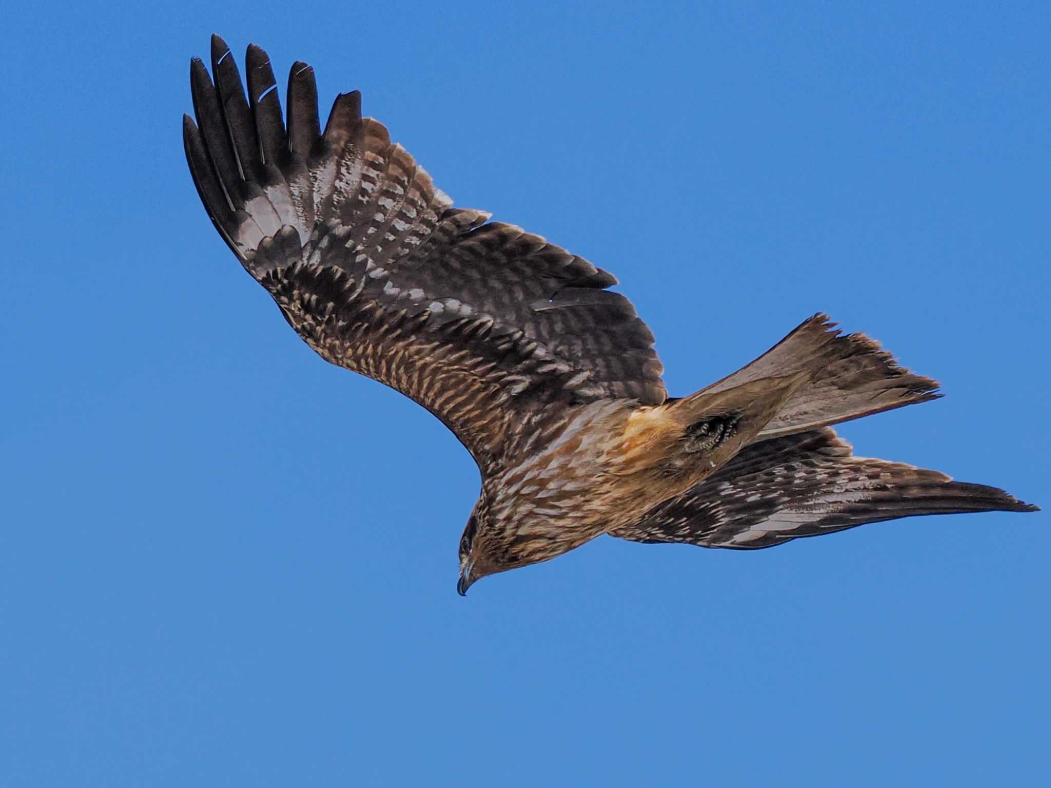 Black Kite